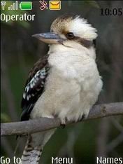 game pic for Australian Kooka